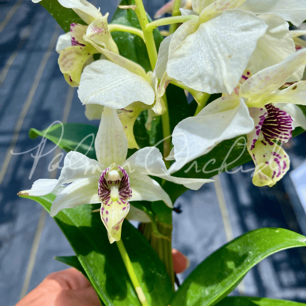 トロピ苗 サンガ Den. Roy Tokunaga — Palmer Orchids